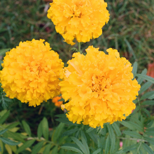 Colour print: three yellow flowers surrounded by green leaves planted in the soil