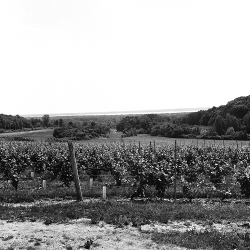Black and White print: capturing an amazing farm of wine